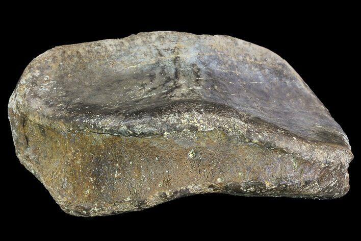 Fossil Hadrosaur Phalanx - Aguja Formation, Texas #76734